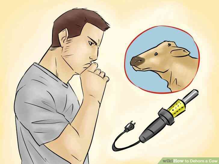 Image intitulée Écorner une Vache à l